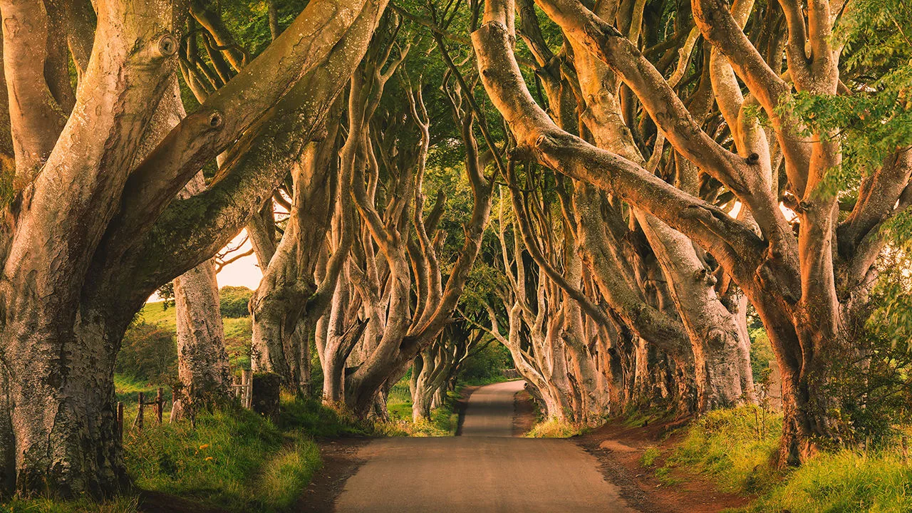 The Dark Hedges' Battle for Survival